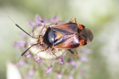 Red-spotted Plant Bug - Deraeocoris ruber. Potteric Carr, July 14