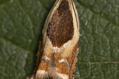Meadow Hook-wing - Ancylis badiana. Potteric Carr, July 14