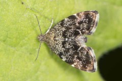 Nettle Tap - Anthophila fabriciana. Potteric Carr, July 14 