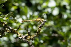 Common Darter - Sympetrum striolatum. Potteric Carr, July 14 