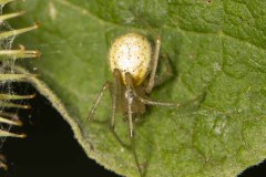 Candy-striped spider - Enoplognatha ovata / latimana. Potteric Carr, July 19