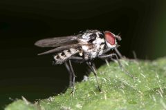 Anthomyia procellaris. Potteric Carr, July 19