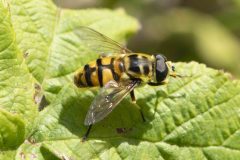 Batman Hoverfly - Myathropa florea. Potteric Carr, July 19