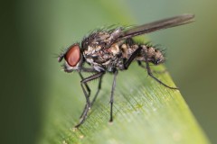 Anthomyiid Fly. Potteric Carr, July 19