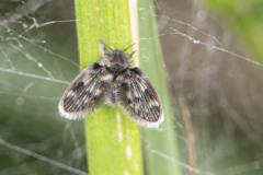 Moth Fly - Ptychopteridae sp. Potteric Carr, July 19