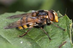 Hoverfly - Volucella inanis. Potteric Carr, July 19