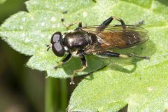 Hoverfly - Xylota segnis. Potteric Carr, July 19