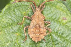 Dock Bug - Coreus marginatus. Potteric Carr, July 19