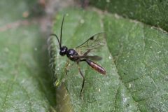 Ichneumonidae - Dyspetes luteomarginatus. Potteric Carr, July 19