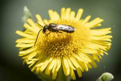 Sweat Bee - Lasioglossum sp. Potteric Carr, July 19