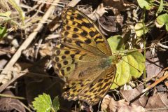 Silver-washed Fritillary - Argynnis paphia. Potteric Carr, July 19