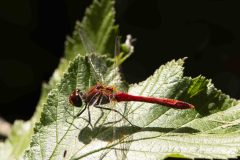 Ruddy Darter - Sympetrum sanguineum. Potteric Carr, July 19