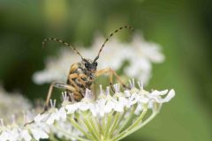 Longhorn Beetle - Rutpela maculata, Potteric Carr, July 4