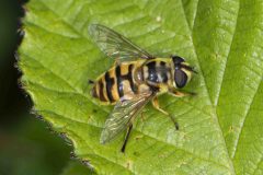 Myathropa florea, Potteric Carr, July 4