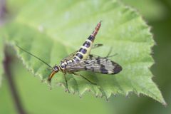 Scorpion Fly (Panorpa sp.), Potteric Carr, July 4