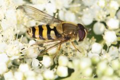 Syrphus ribesii (m), Potteric Carr, July 4