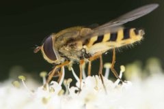 Syrphus ribesii (f), Potteric Carr, July 4