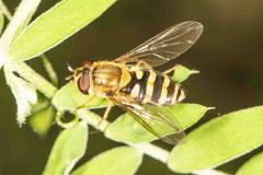Syrphus torvus, Potteric Carr, July 4