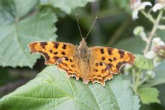 Comma - Polygonia c-album, Potteric Carr, July 4 