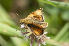 Essex Skipper - Thymelicus lineola, Potteric Carr, July 4