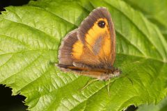 Gatekeeper - Pyronia tithonus, Potteric Carr, July 4