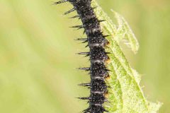 Peacock Butterfly larvae - Aglais io, Potteric Carr, July 4