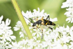 Longhorn Beetle - Rutpela maculata, Potteric Carr (13/6/26).