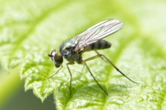 Argyra leucocephala, Potteric Carr (13/6/26).