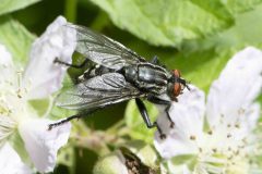 Voria ruralis, Potteric Carr (13/6/26).