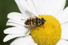 Batman Hoverfly - Myathropa florea, Potteric Carr (13/6/26). 