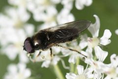 Hoverfly - Cheilosia sp., Potteric Carr (13/6/26).