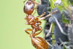 Yellow Meadow Ant - Lasius flavus, Potteric Carr (13/6/26).