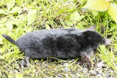 Mole - Talpa europaea, Potteric Carr (13/6/26). 