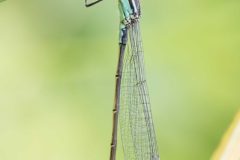 Blue-tailed Damselfly - Ischnura elegans, Potteric Carr (13/6/26).
