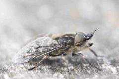 Black-horned Cleg - Haematopota crassicornis, Potteric Carr (14/6/26).
