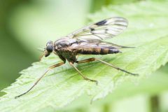 Downlooker Snipefly - rhagio scolopaceus, Potteric Carr (14/6/26).