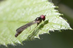 Hoverfly - Bacca elongata, Potteric Carr (14/6/26).
