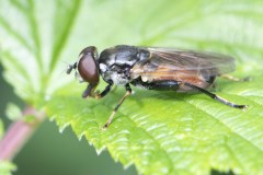 Hoverfly - Tropidia scita, Potteric Carr (14/6/26).