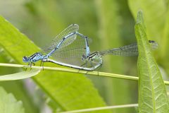 Azure Damselfly - Coenagrion puella, Potteric Carr (14/6/26).