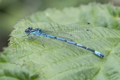 Azure Damselfly - Coenagrion puella, Potteric Carr (14/6/26).