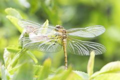 Common Darter - Sympetrum striolatum, Potteric Carr (14/6/26). 