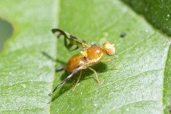 Celery Fly - Euleia heraciei, Potteric Carr, June 30
