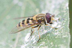 Syrphus sp., Potteric Carr, June 30