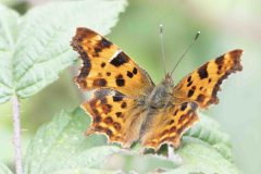 Comma - Polygonia c-album, Potteric Carr, June 30 