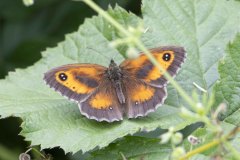 Gatekeeper - Pyronia tithonus, Potteric Carr, June 30