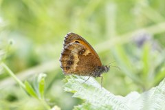 Gatekeeper - Pyronia tithonus, Potteric Carr, June 30