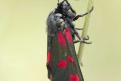Six-Spot Burnet - Zygaena filipendulae, Potteric Carr, June 30 