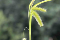 Cyperus Sedge - Carex pseudocyperus, Potteric Carr, June 30