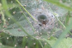 Labyrinth Spider - Agelena labyrinthica, Potteric Carr (7/6/26).