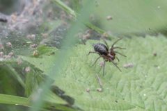 Labyrinth Spider - Agelena labyrinthica, Potteric Carr (7/6/26). 
